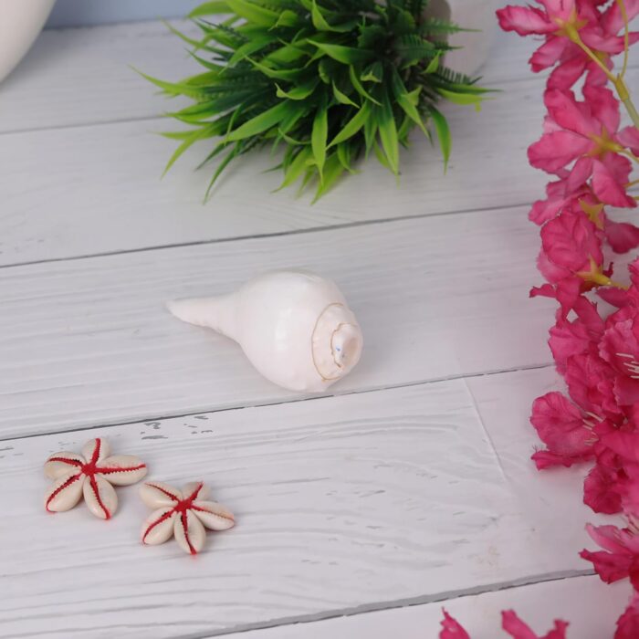 Click Pujan Shankh - Small 4" Blowable | Sangu Shankh | Sacred Small Conch Shell for Hindu Rituals | Lakshmi & Vishnu Blessings | Home Temple & Meditation - Image 4