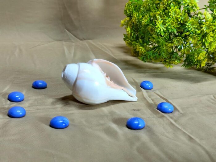 Click Pujan Small 4" Blowable Shaded Shankh | Sacred Conch Shell for Hindu Rituals | Lakshmi & Vishnu Blessings | Ideal for Home Temple & Meditation | Authentic Sangu Shankh for Puja Ceremonies. Enhance spiritual ambiance with this divine, handcrafted conch. - Image 2