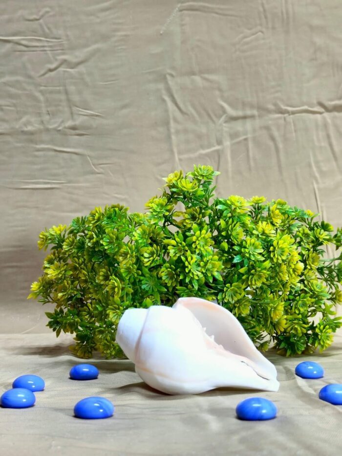 Click Pujan Small 4" Blowable Shaded Shankh | Sacred Conch Shell for Hindu Rituals | Lakshmi & Vishnu Blessings | Ideal for Home Temple & Meditation | Authentic Sangu Shankh for Puja Ceremonies. Enhance spiritual ambiance with this divine, handcrafted conch. - Image 4